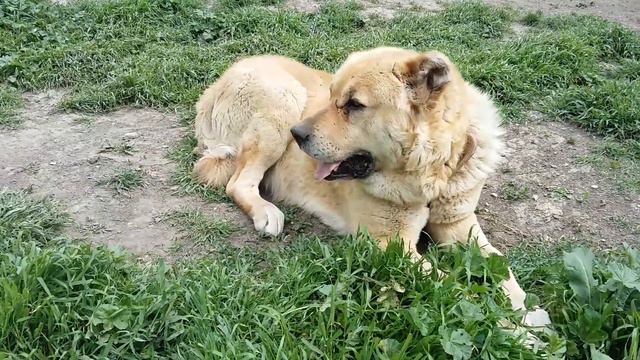 Знаменитый Джебэ год назад!!! Последние съёмки!!!
