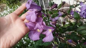 Клематисы. Какие сорта самые обильно цветущие? 3 условие обильного цветения.