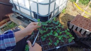 Черенкование жимолости летом в жару