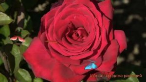 Роза чайно-гибридная Бургунд (rose burgundo) ? роза Бургунд обзор: как сажать саженцы розы Бургунд