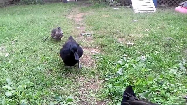 Cayuga ducks chasing tomatoes смотреть онлайн