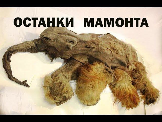 Подводный охотник нашел мамонта!