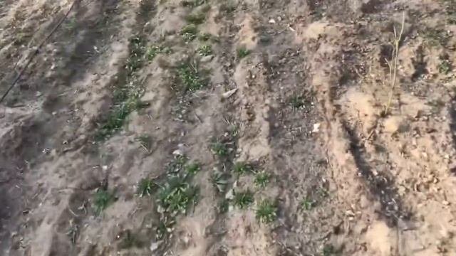 Капельный полив как установить