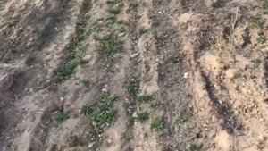 Капельный полив как установить