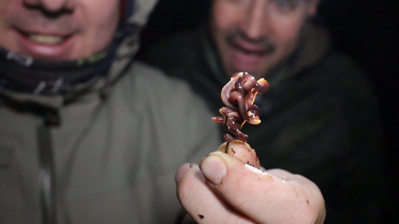 ЛУЧШАЯ ПРИМАНКА на НАЛИМА это ВЫПОЛЗОК.ЛОВЛЯ НАЛИМА НОЧЬЮ. Рыбалка в Ленинградской области смотреть онлайн