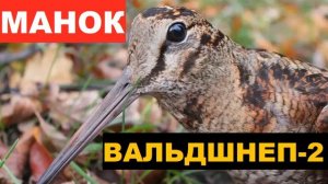 ?ГОЛОС (МАНОК) ВАЛЬДШНЕП 2