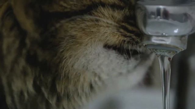 Жёсткость воды в Санкт-Петербурге по районам для посудомоечной машины