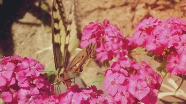 бабочки летают бабочки.... смотреть онлайн