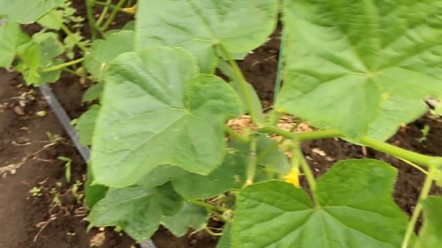 Сделайте это с огурцами в июле и они будут давать урожай ведрами! Уход за огурцами, подкормки в июл смотреть онлайн