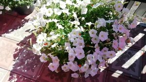 АМПЕЛЬНАЯ ПЕТУНИЯ СЕЗОНА 2020.САМЫЕ ЛУЧШИЕ ДЛЯ МЕНЯ СОРТОСЕРИИ В ЭТОМ СЕЗОНЕ.