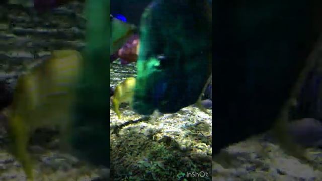 Океанариум. Электрический скат ест рыбку. Oceanarium Bournmoth. смотреть онлайн