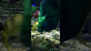 Океанариум. Электрический скат ест рыбку. Oceanarium Bournmoth.