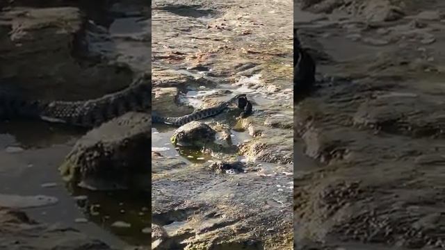 Водяной уж с рыбой на Набережной Актау