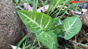 Berburu tanaman hias syngonium - berburu aglonema alocasia - syngonium mojito - janda bolong