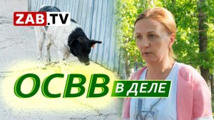 Почему собаки с бирками нападают на людей и животных