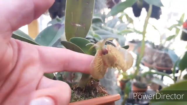 Орхидеи холодного содержания в зимнее время года. Epidendrum medusae. Почему цветы меняют цвет? смотреть онлайн