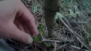 Выращивание клюквы на садовом участке. Клюква Стивенс и Бен-Лир в Челябинске. Грядка с клюквой
