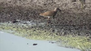 Grey headed Lapwing (Vanellus cinereus) at Pallikaranai Marsh land