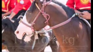 Аалы Туткучев"Тулпарлар"