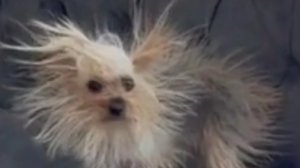 Приколы с животными!???