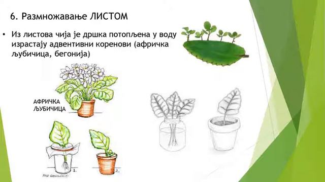 KAKO BESPOLNO(VEGETATIVNO)PROIZVESTI-PRESADITI I UMNOŽITI BILJKU.MUŠKATLA.PAPRAT.MAHOVINA.PELCER смотреть онлайн