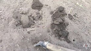 Влагозарядный полив винограда весной