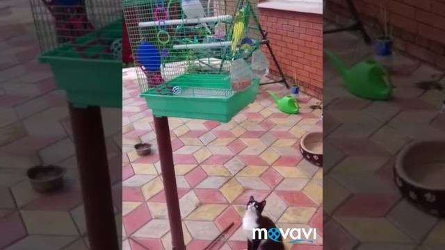 Vlog √ 4 Архивный ( нет уже кота Барсика)