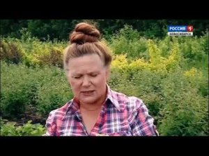 Вредители земляники. Шубина Людмила Николаевна. Сад Шубиной.