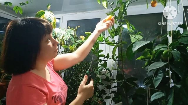 Выращивание цитрусовых дома. День сбора урожая. смотреть онлайн
