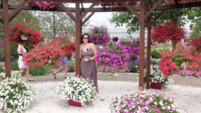 Supertunia Vista - odmiany, wymagania i uprawa (Surfinia o obfitym kwitnieniu i małych wymaganiach) смотреть онлайн