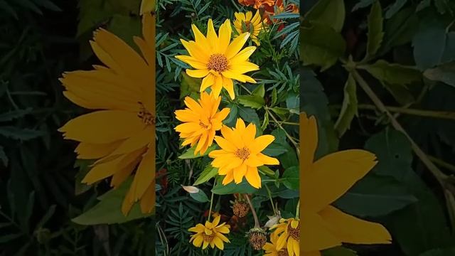 Жёлтые цветы сентября, Yellow flowers of September