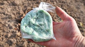 Смородина и деревья дают чистый урожай! Осенью добавьте это в железный купорос при обработке сада.