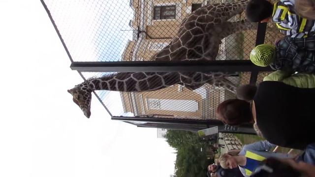 Жираф. Москва. Зоопарк. смотреть онлайн