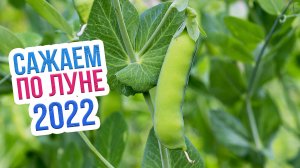 Лунный календарь садовода на июнь 2022. Благоприятные дни для посева в июне