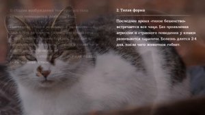 Бешенство у кошек: признаки заболевания  Rabies in cats: signs of the disease