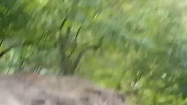 Мы в лесу там кабаны！он гонится！ смотреть онлайн