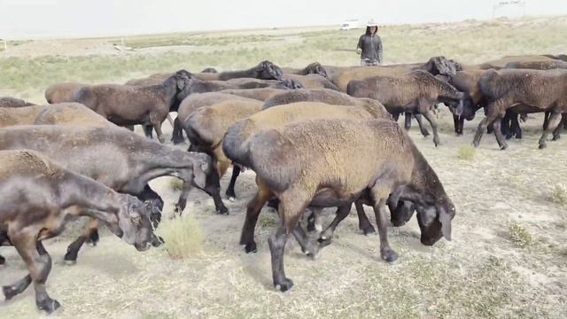 Гиссарский кочкары на продажу КХ Нурзода 27.07.2022г