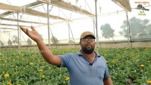 Gerbera Flower Farm Earning 18 Lakhs In 1 Acre Poly House | 3 ಎಕರೆಯಲ್ಲಿ 50 ಲಕ್ಷ ಲಾಭ | ಜರ್ಬೆರಾ ಹೂವು