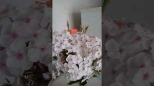 Какие флоксы в моём палисаднике ( расцветки). Флоксы многолетние метельчатые