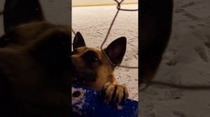 Собака скулит, когда остаётся одна, как помочь ей?