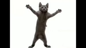 Кот танцует на белом фоне 10 часов