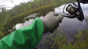Чёрные рыбы торфяного озера. По новым местам в поисках крупной щуки.