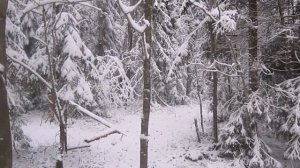 Солонцы для зайцев. просто.  Salt licks for rabbits.