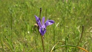 moraea sisyrinchium opens in fast motion אירוס אחר הצהריים נפתח, בהילוך מהיר