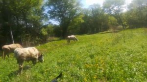 Как вырастить бычков без покупных кормов? Реально ли это?