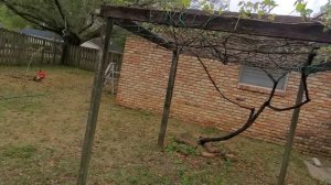 Виноград американца. Как убрать краску с кирпича?