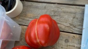 Томат сорт Русский оксхарт