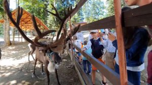 Хаски парк (Роза Хутор 2020)