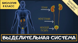 Выделительная система человека. Анатомия. Биология 8 класс. Мочевыделительная система. Нефрон, почки