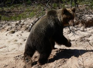 Путешествие по Назыму. Встречи с его обитателями - медведями. Глухарь на току. Заброшенные поселения